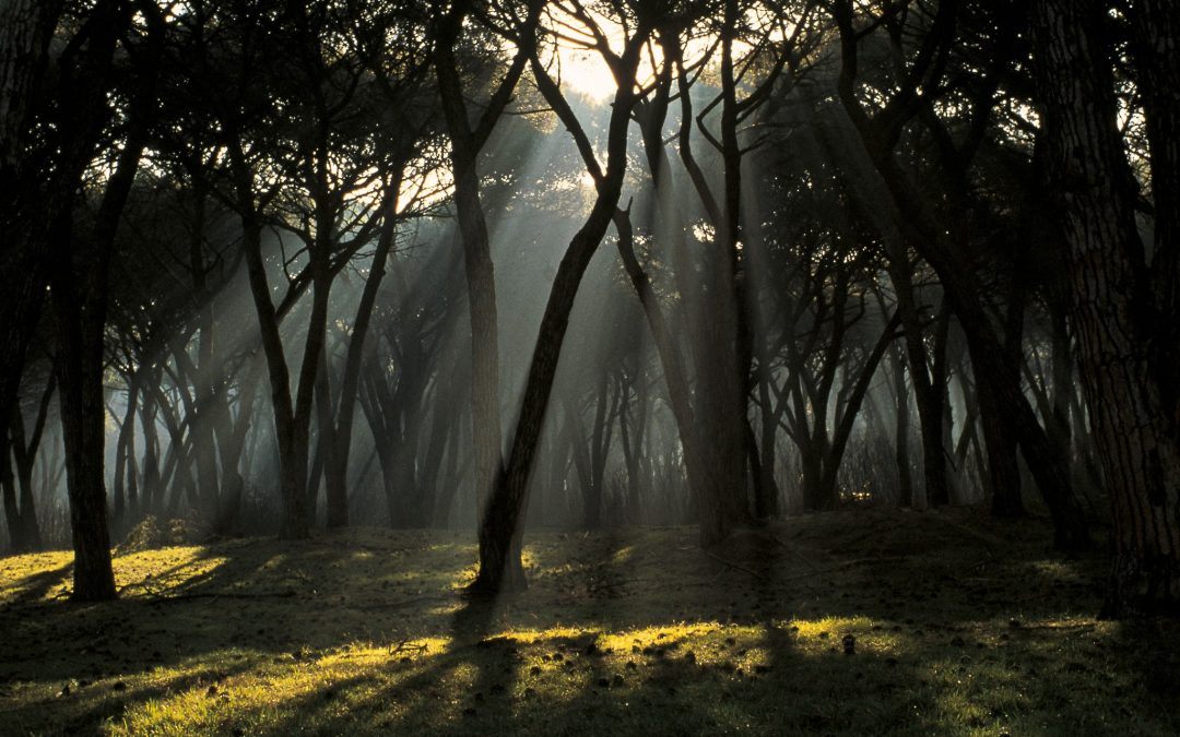 Il Wwf Toscana si schiera contro le modifiche alla legge forestale in discussione nel Consiglio regionale